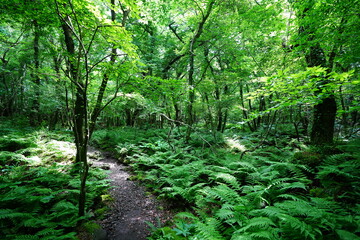 shiny spring forest and charming path