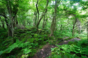 old trees and vines in wild forest