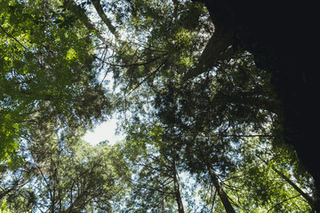 森の中で空を見上げていたときの景色