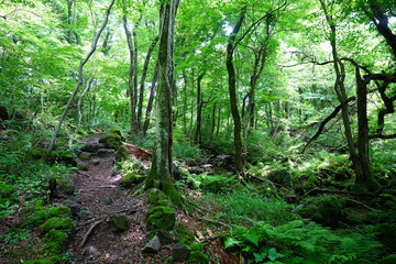 shiny spring forest and charming path