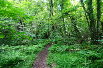fine spring path through dense ferns