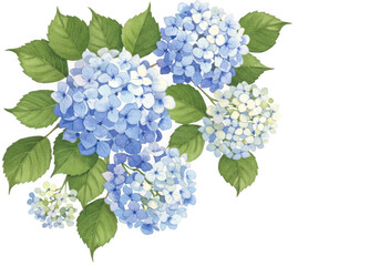 Blue hydrangea flowers isolated on transparent background
