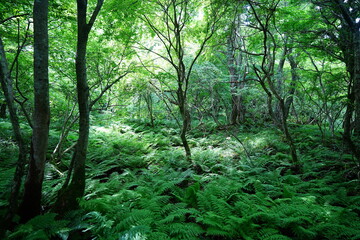 dense primeval forest in the mild sunlight