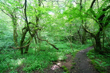 old trees and vines in wild forest
