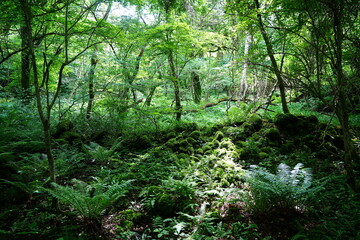 dense primeval forest in the mild sunlight