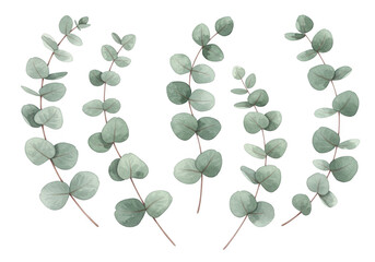 Eucalyptus sprigs isolated on transparent background