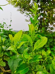 green leaves in the rain