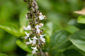 Manjericão com flor. Erva.