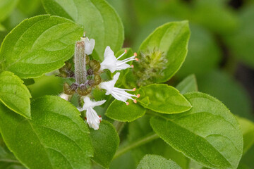 Manjericão com flor. Erva.