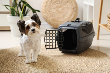 Cute Biewer Terrier dog sitting near pet carrier at home