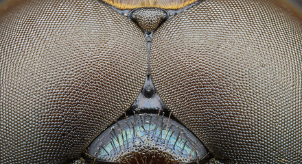 Extreme Close Up of a Beetle's Compound Eye Showing Intricate Facets and Texture