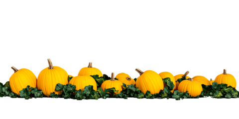 Collection of pumpkins with green foliage on a white background