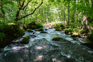 夏の奥入瀬渓流