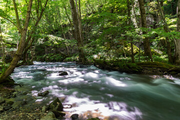 Fototapeta premium 夏の奥入瀬渓流