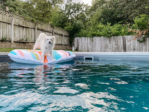 dog standing on a pool float