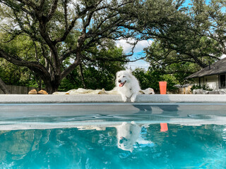 dog lounging by pool