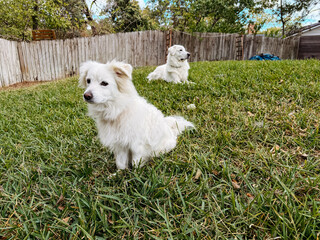 white dogs in backyard
