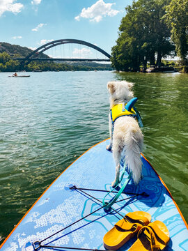 dog in shark floatie on paddleboard