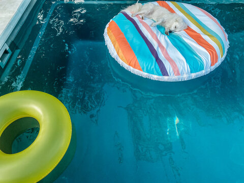dog relaxing on a float in a pool