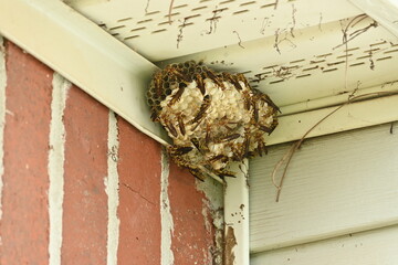 Paper wasp nest under roof of house