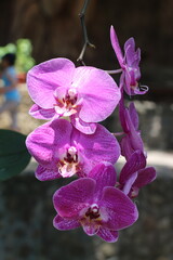 A stunning vertical display of vibrant purple and white Phalaenopsis orchids, also known as Moth Orchids, blooming gracefully on a tree. Captures the delicate beauty of nature
