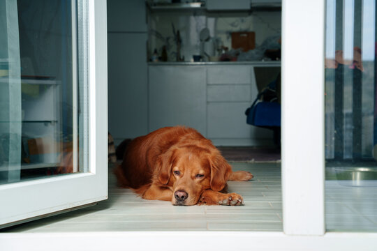 Dog sleeping in kitchen
