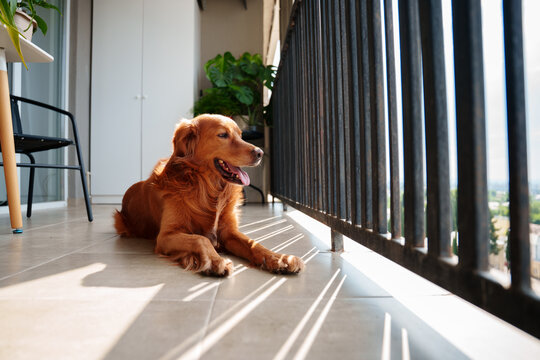 Retriever mutt lying at home