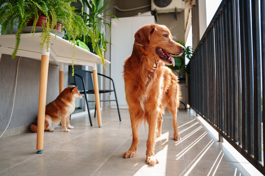 Dogs watch control from balcony