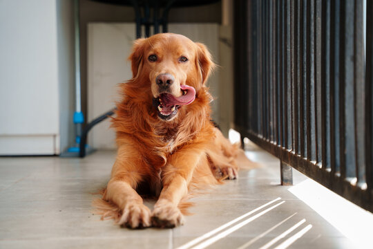 Golden retriever mix portrait