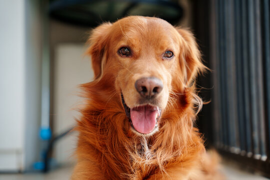 Happy dog Resting on a Sunny Day