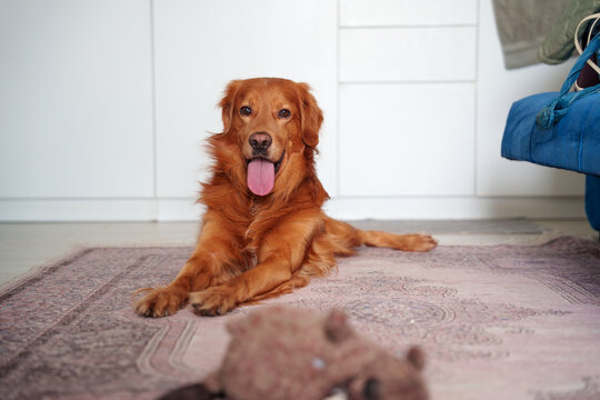 Happy Golden Retriever Relaxing