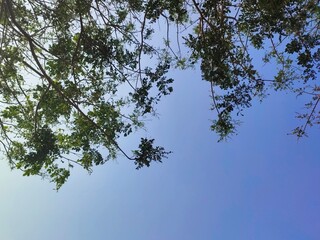 The leaves and branches of the Trembesi or Albizia saman or Samanea saman or Monkey pod tree with the bright blue sky in the background.