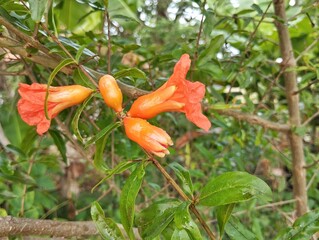 Pomegranate flower (Punica granatum ) blossom in garden at the morning 