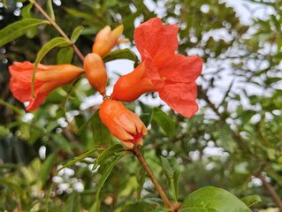 Pomegranate flower (Punica granatum ) blossom in garden at the morning 
