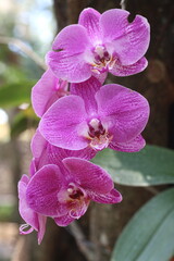 Stunning purple and white Phalaenopsis orchids, also known as Moth Orchids, bloom gracefully on trees, capturing the delicate beauty of nature.