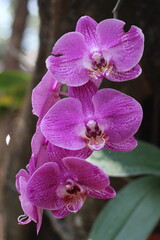 Stunning purple and white Phalaenopsis orchids, also known as Moth Orchids, bloom gracefully on trees, capturing the delicate beauty of nature.