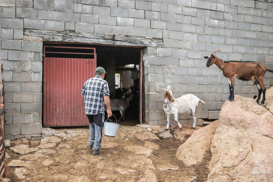 rancher goes to milk goats in the stable