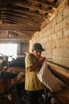 Feeding goats in the stable