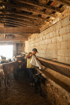 Feeding goats in the stable