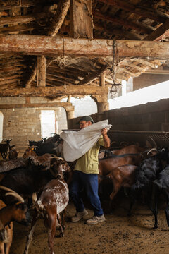 Feeding goats in the stable
