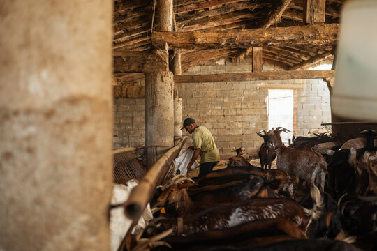 Feeding goats in the stable