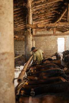 Feeding goats in the stable