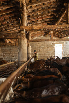 Feeding goats in the stable