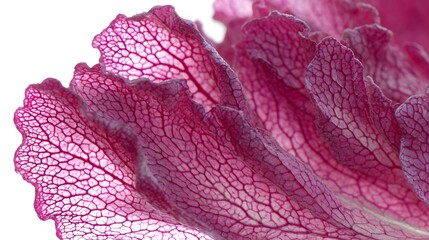 Close up macro view of delicate translucent purple cabbage leaves showing intricate vein patterns