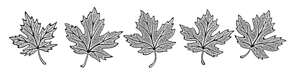 Autumn leaves on a white background, maple leaf, vector illustration