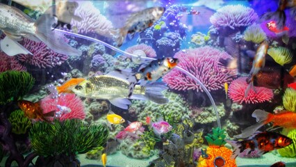 tropical coral reef