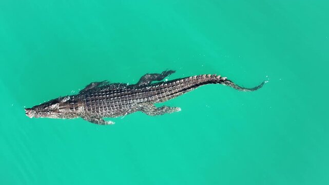 Crocodile Daintree swimming outdoors ocean blue willdife Australia