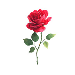 Fototapeta premium Single red rose with green leaves isolated on transparent background