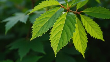 Close-up of vibrant green leaves.