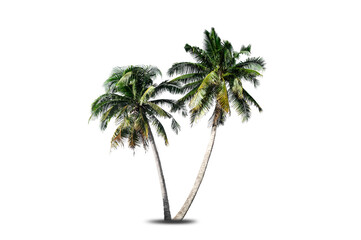 Obraz premium Coconut palm tree isolated on white background.